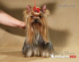 DREAM MAKER YOREX — Labaza DogPedigree YorkshireTerrier